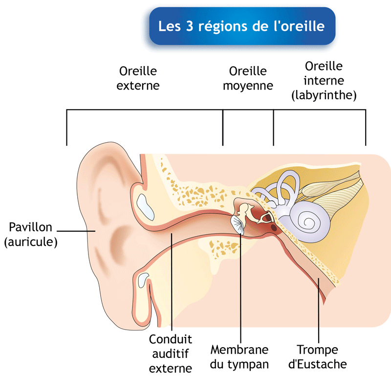 schéma de l'oreille et du conduit oditif