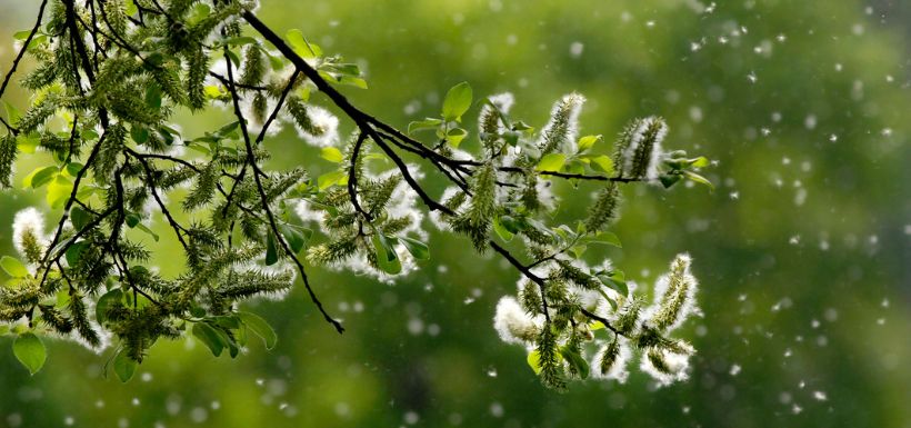 Arbre remplit de pollen et qui signifie le retour du pollen