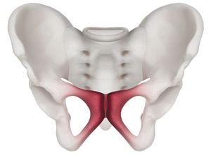 symphyse pubienne rouge inflammée