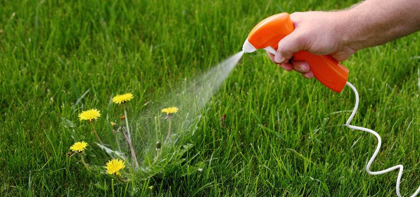 Herbicides maison, un mélange dangereux pour la santé