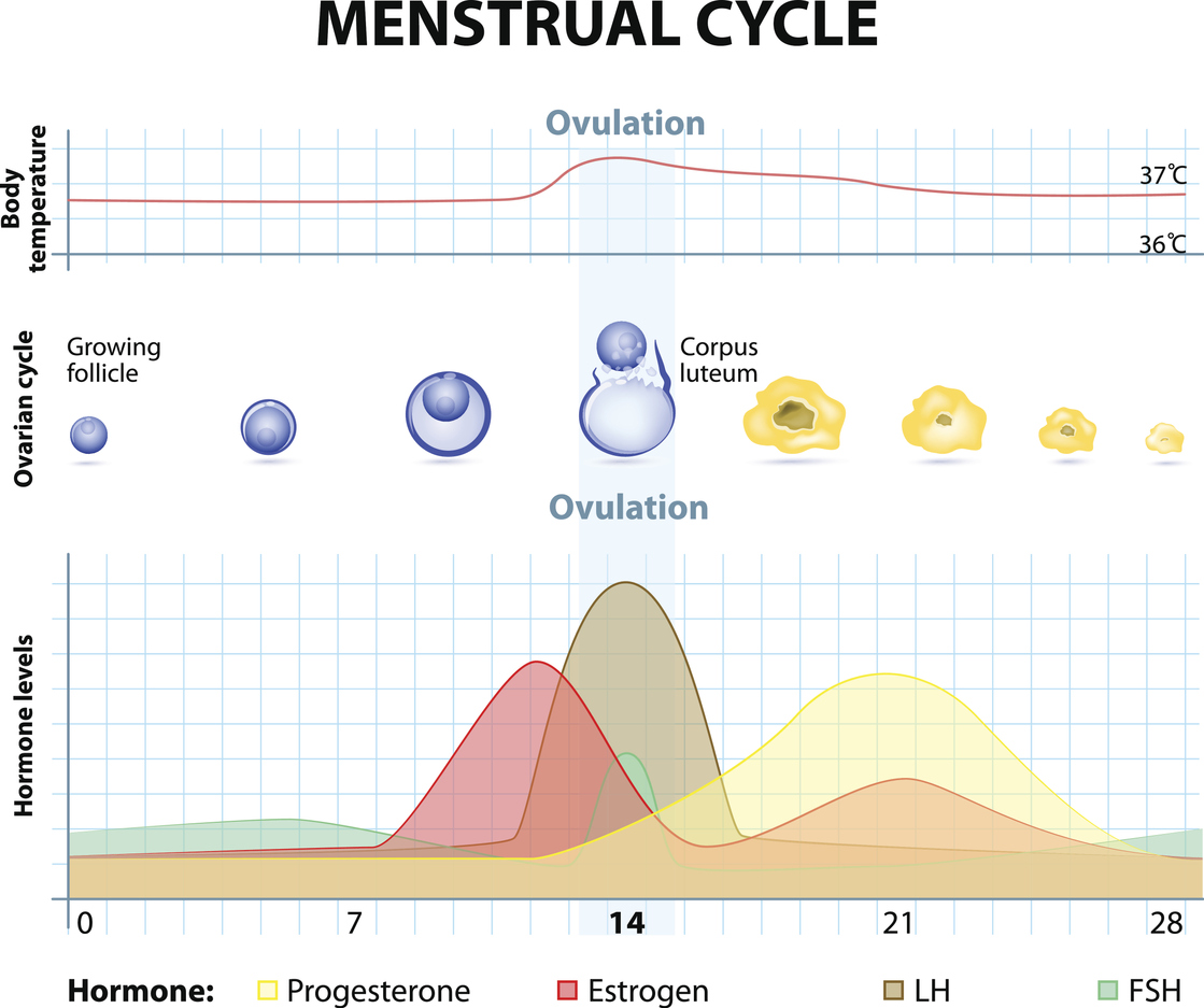 cycle ovulation