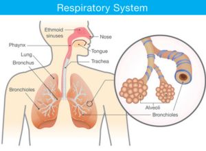 système respiratoire