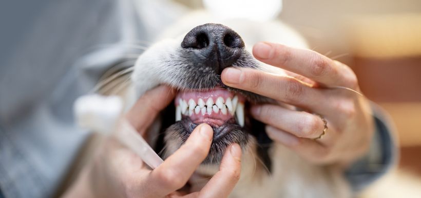 Header-hygiène-chiens