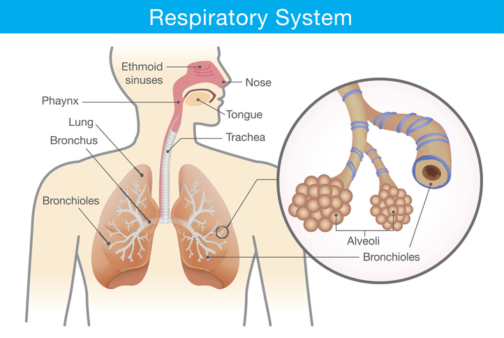 système respiratoire