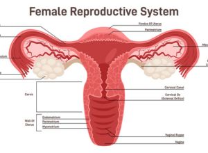 Schéma de l'appareil reproducteur féminin