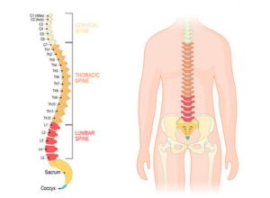 Colonne vertébrale 
